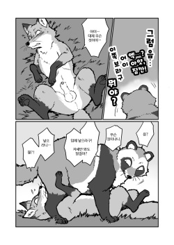 (Kansai! Kemoket 4) [Maririn] Tanuki x Kitsune | 젊은 여우와 문란한 너구리 [Korean] [Digital] page 4