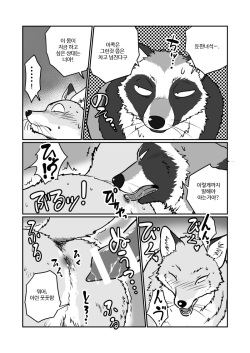 (Kansai! Kemoket 4) [Maririn] Tanuki x Kitsune | 젊은 여우와 문란한 너구리 [Korean] [Digital] page 8