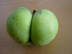 Granny Smith Apple page 1